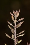 Shortpod draba