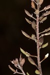 Shortpod draba