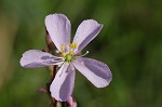 Tracy's sundew