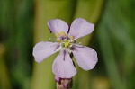 Tracy's sundew