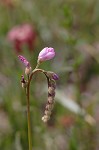 Tracy's sundew