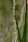 Tracy's sundew