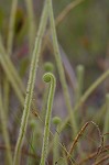 Tracy's sundew