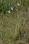 Tracy's sundew