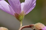 Tracy's sundew