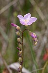 Tracy's sundew