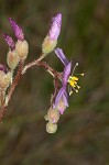 Tracy's sundew