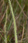 Tracy's sundew