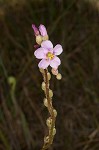 Tracy's sundew