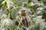 Purple coneflower