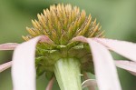 Purple coneflower