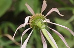 Purple coneflower