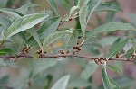 Autumn olive