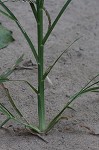 Indian goosegrass