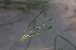 Indian goosegrass