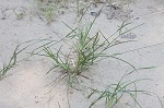 Indian goosegrass