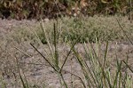 Indian goosegrass