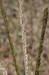 Indian goosegrass