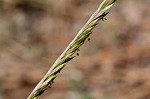 Indian goosegrass