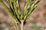 Indian goosegrass