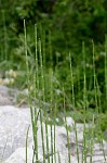 Horsetail