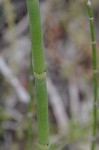 Horsetail