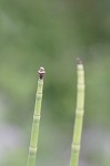 Horsetail