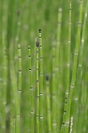 Horsetail