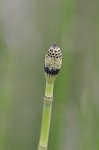 Horsetail