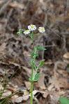 Philadelphia fleabane