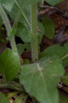 Philadelphia fleabane