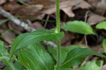 Philadelphia fleabane