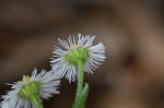 Philadelphia fleabane