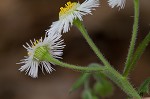 Philadelphia fleabane