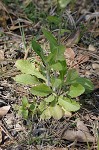 Philadelphia fleabane