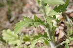 Philadelphia fleabane