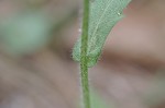 Philadelphia fleabane