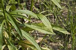 Daisy fleabane