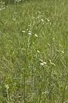 Daisy fleabane