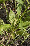 Daisy fleabane