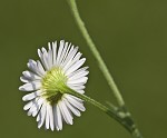 Daisy fleabane