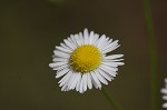 Daisy fleabane