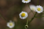 Daisy fleabane