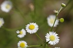 Daisy fleabane