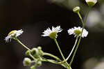 Daisy fleabane