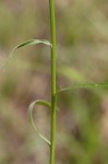 Daisy fleabane