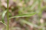 Daisy fleabane