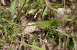 Daisy fleabane