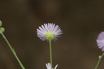 Daisy fleabane