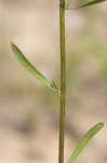 Daisy fleabane